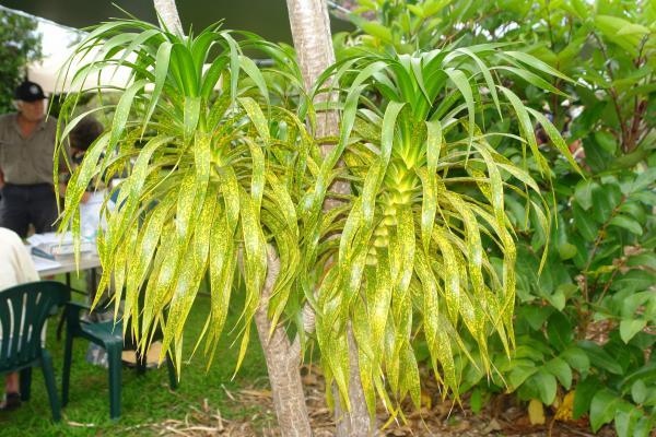 chlorotic flecking and necrotic spots on older leaves